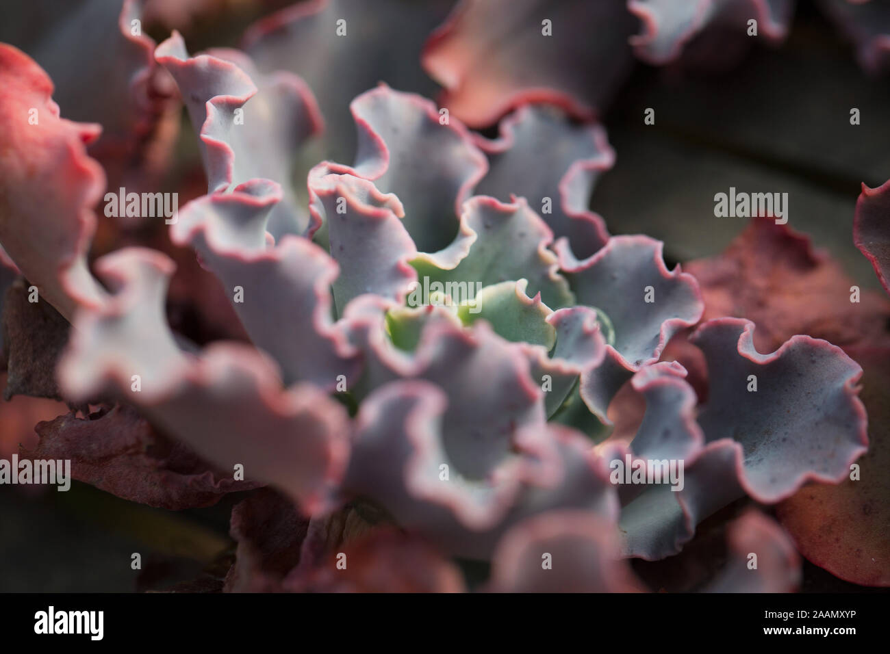 Echeveria 'Blue Curls' plant. Stock Photo