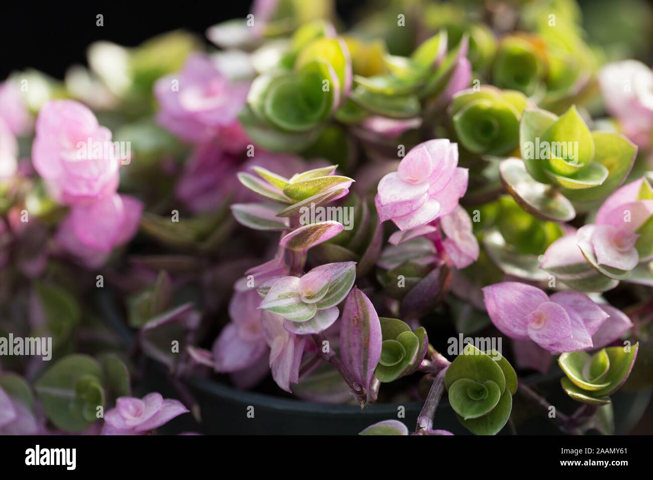 Callisia repens variegata, close up. Stock Photo