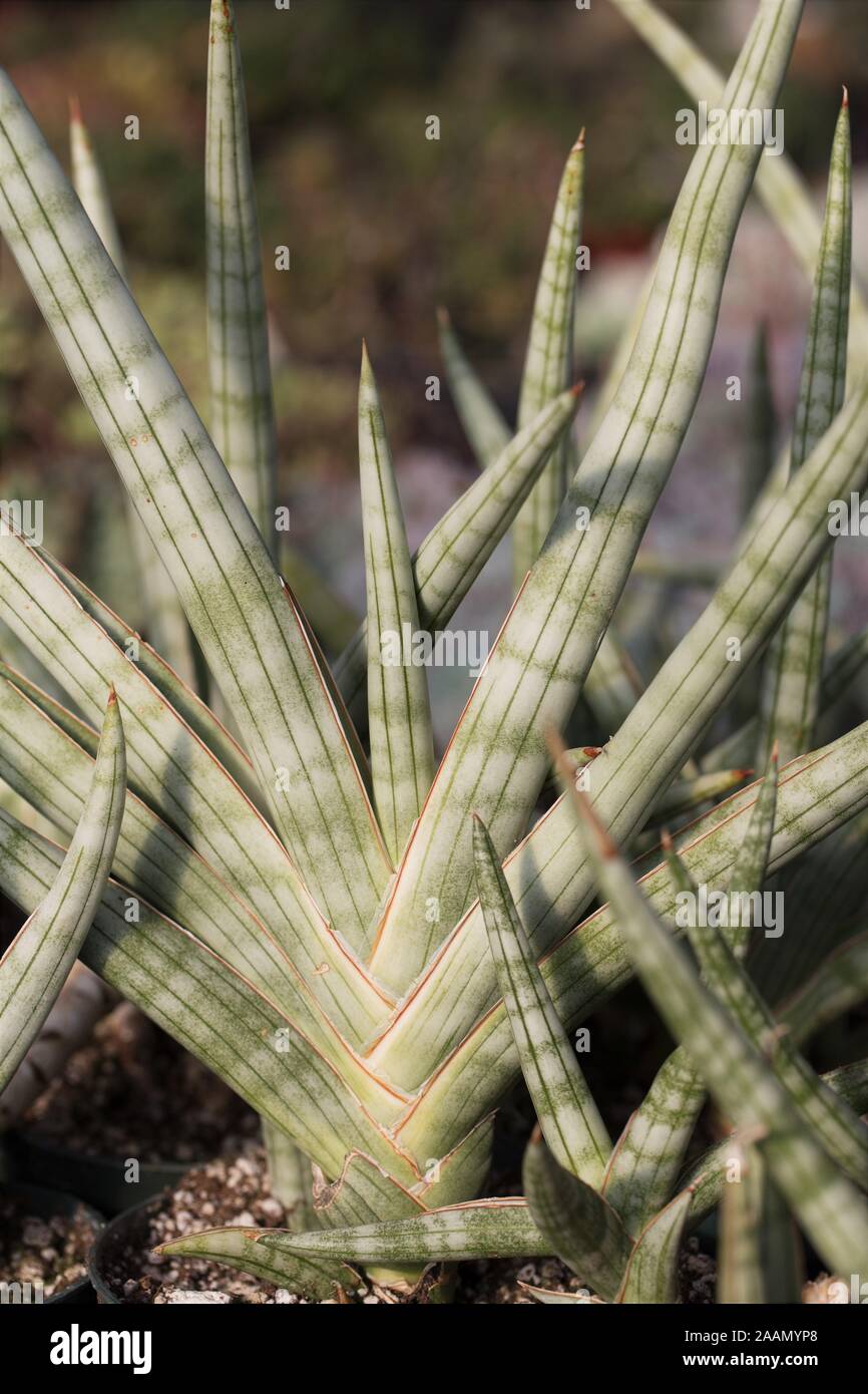temp for succulents Infographic: Temperature for Succulents