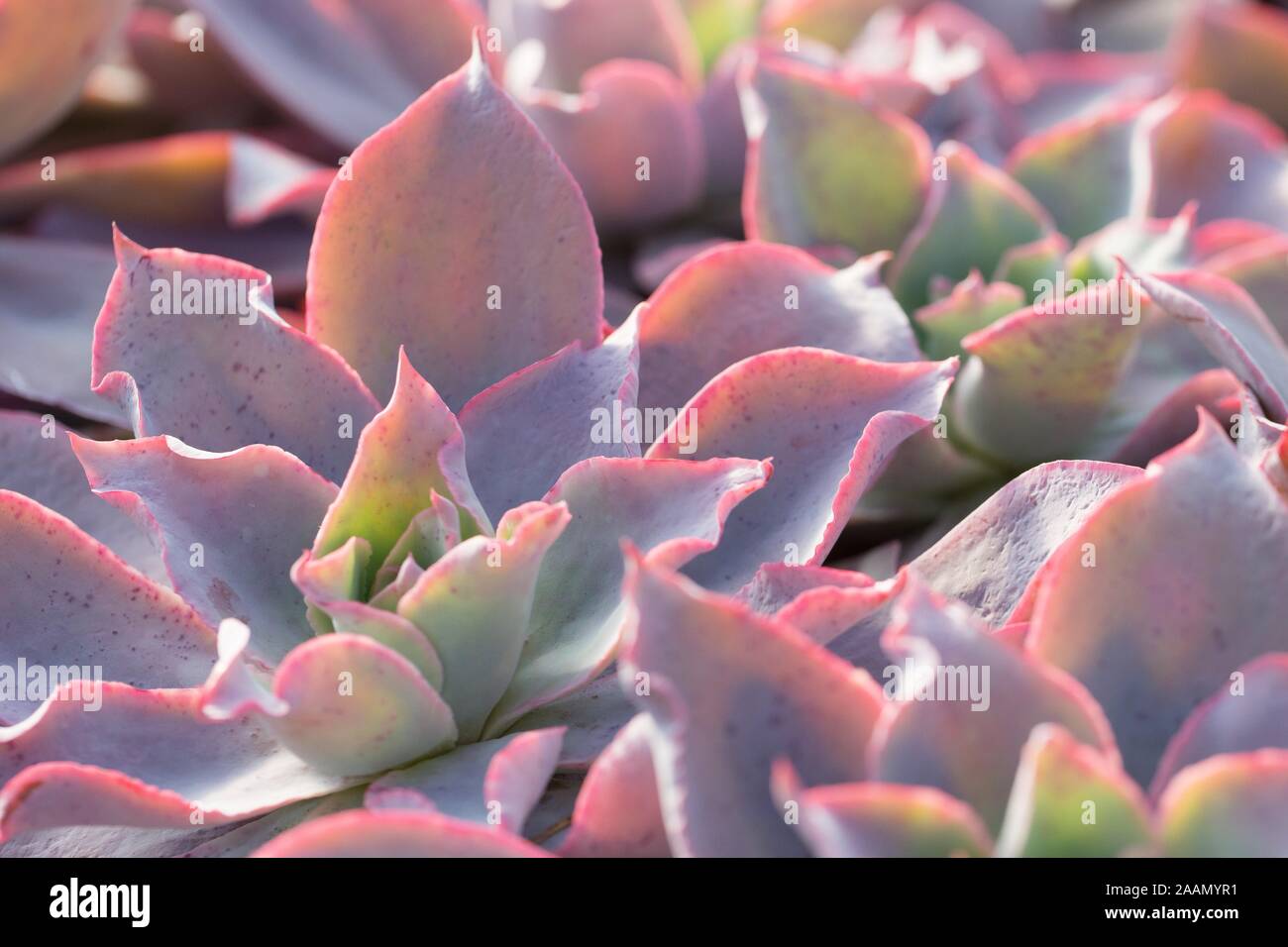 Echeveria 'Afterglow'. Stock Photo