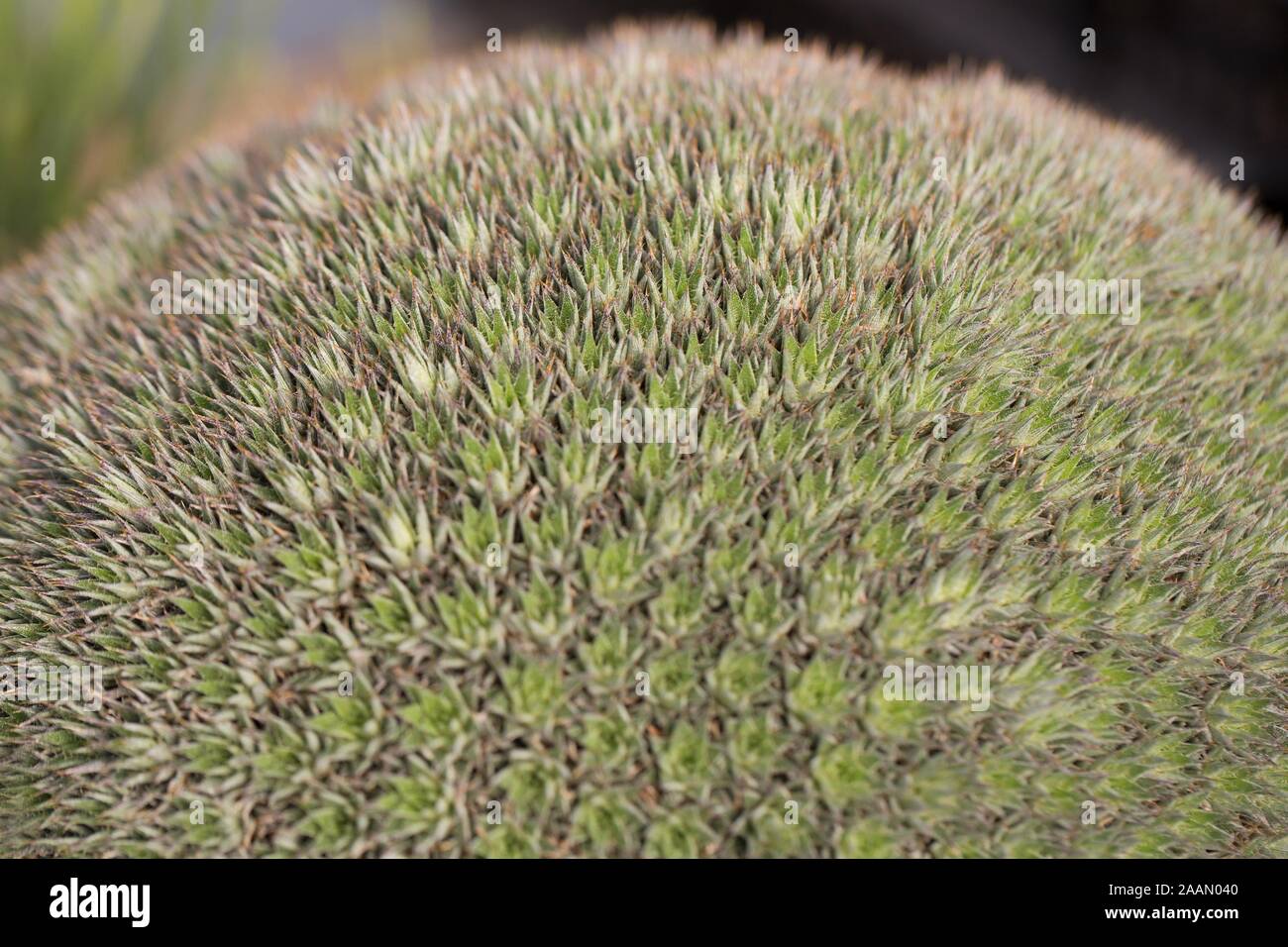 Deuterocohnia brevifolia close up Stock Photo