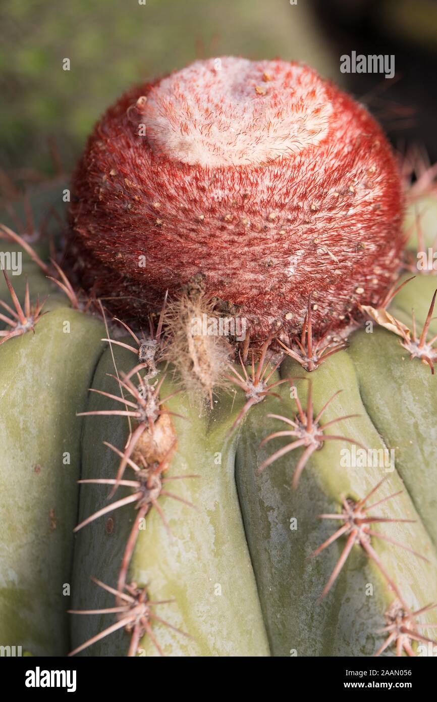 Melocactus azureus - turk's cap cactus. Stock Photo