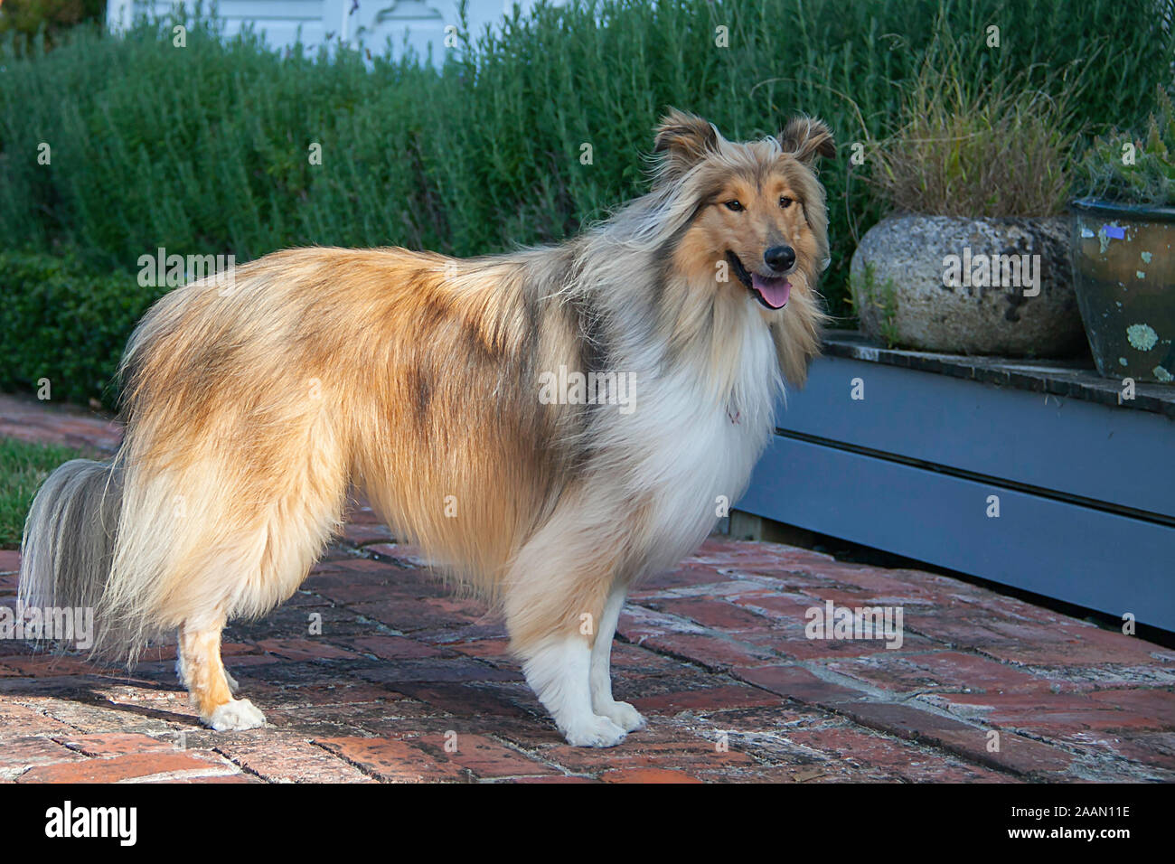 Well groomed female rough coated black and sable Collie in our garden Stock Photo