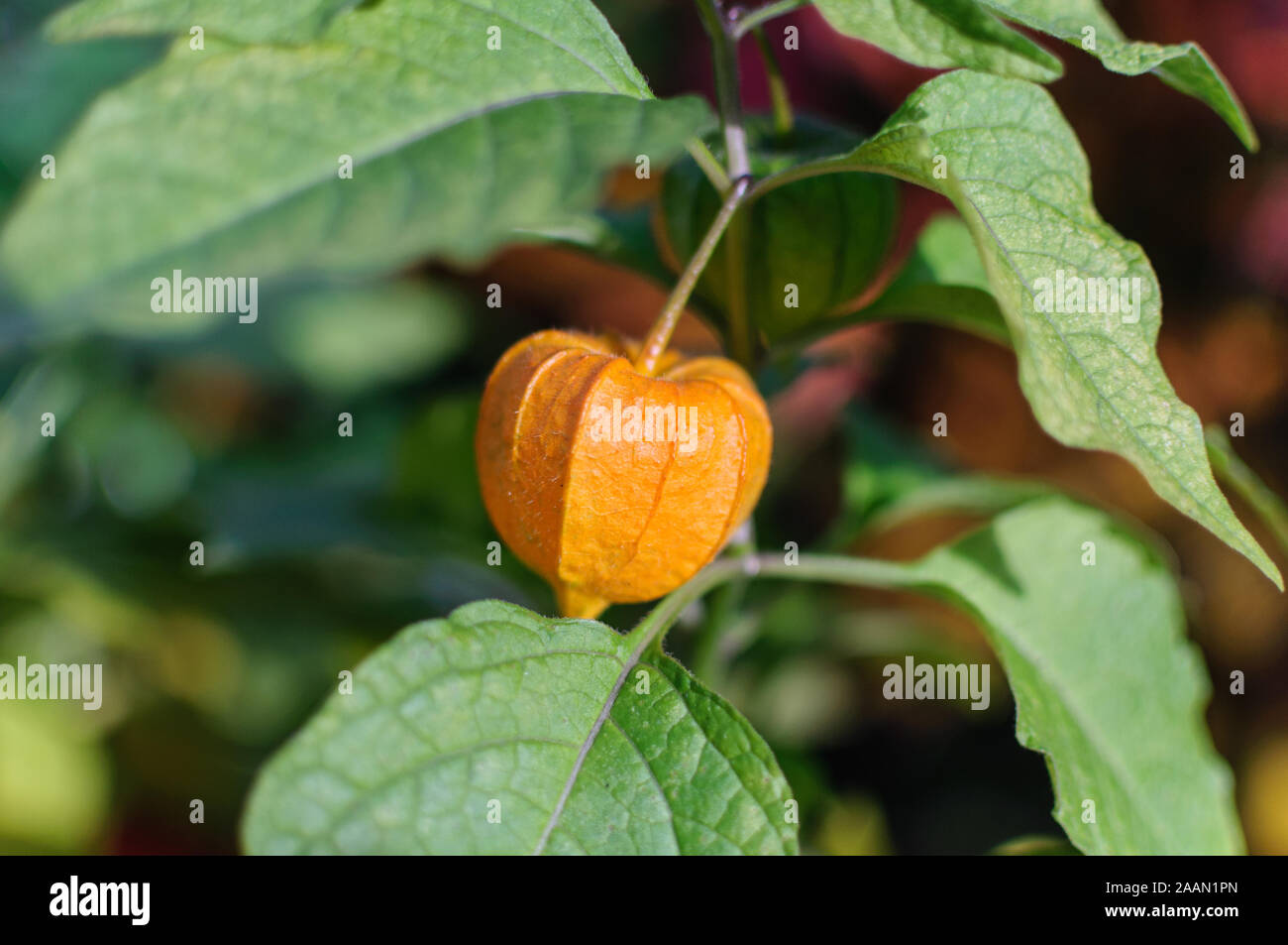 Physalis peruviana in the garden. orange fruit Stock Photo