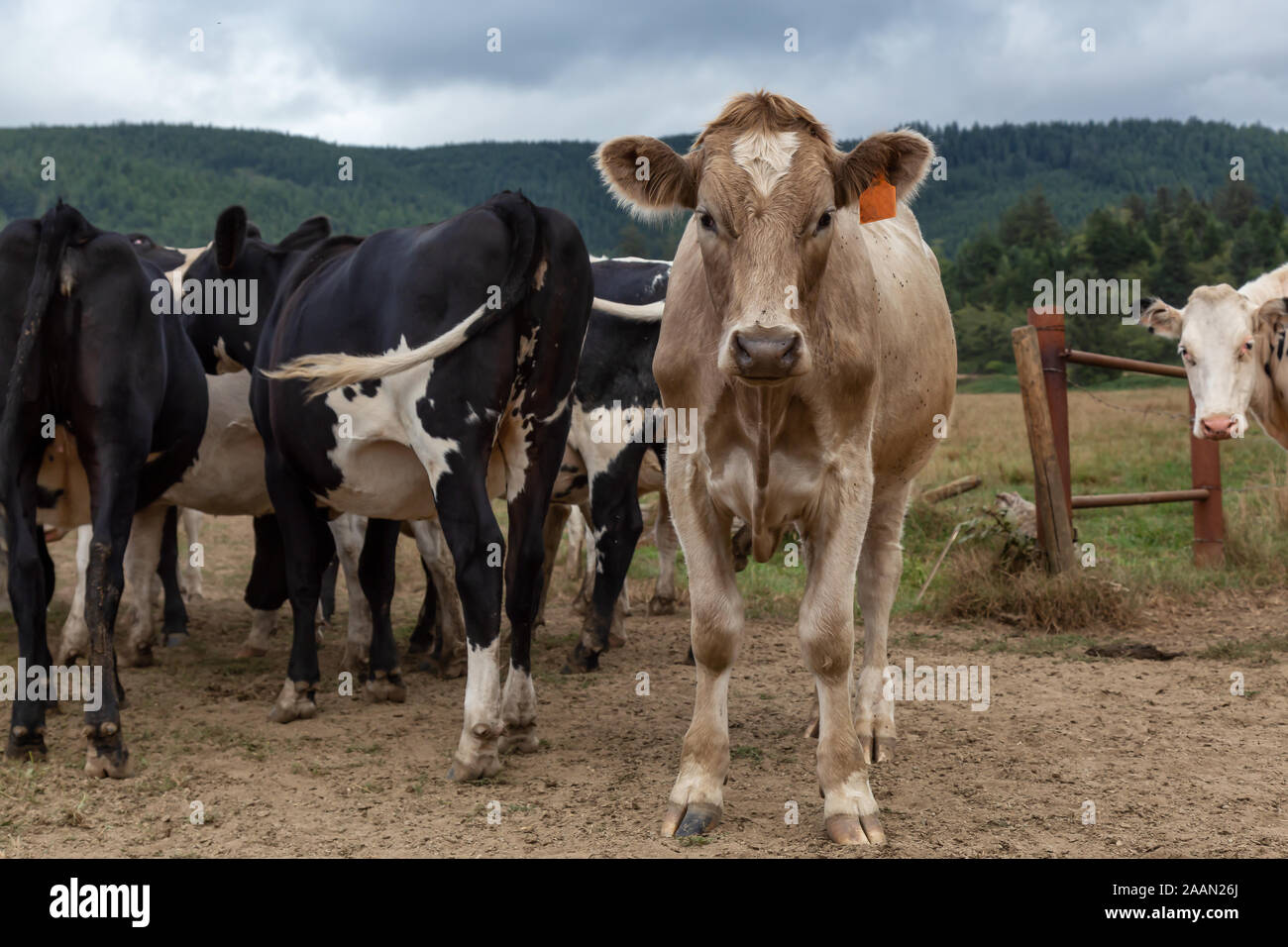 Tillamook head hires stock photography and images Alamy