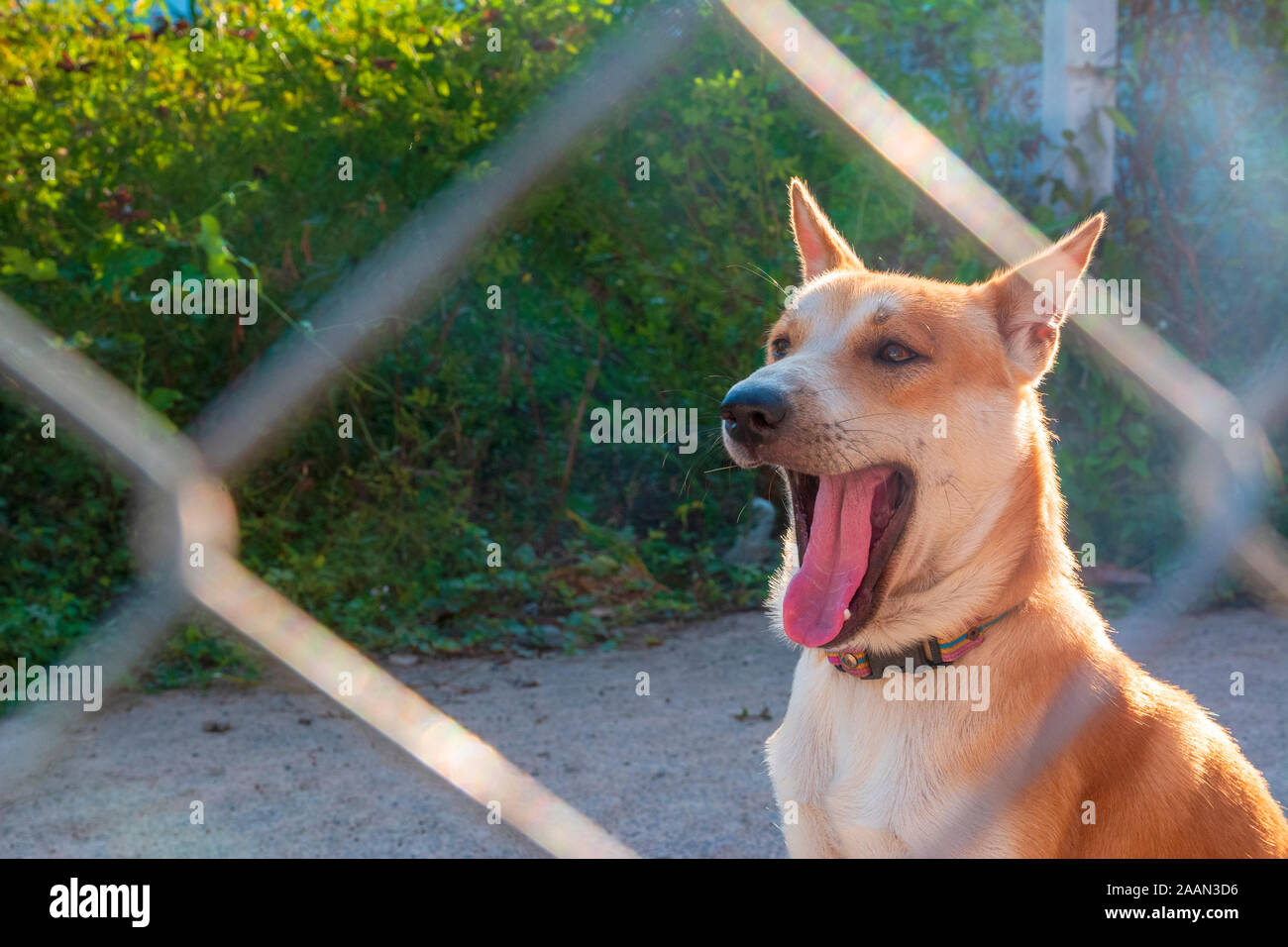 Dog with green background hires stock photography and images Alamy