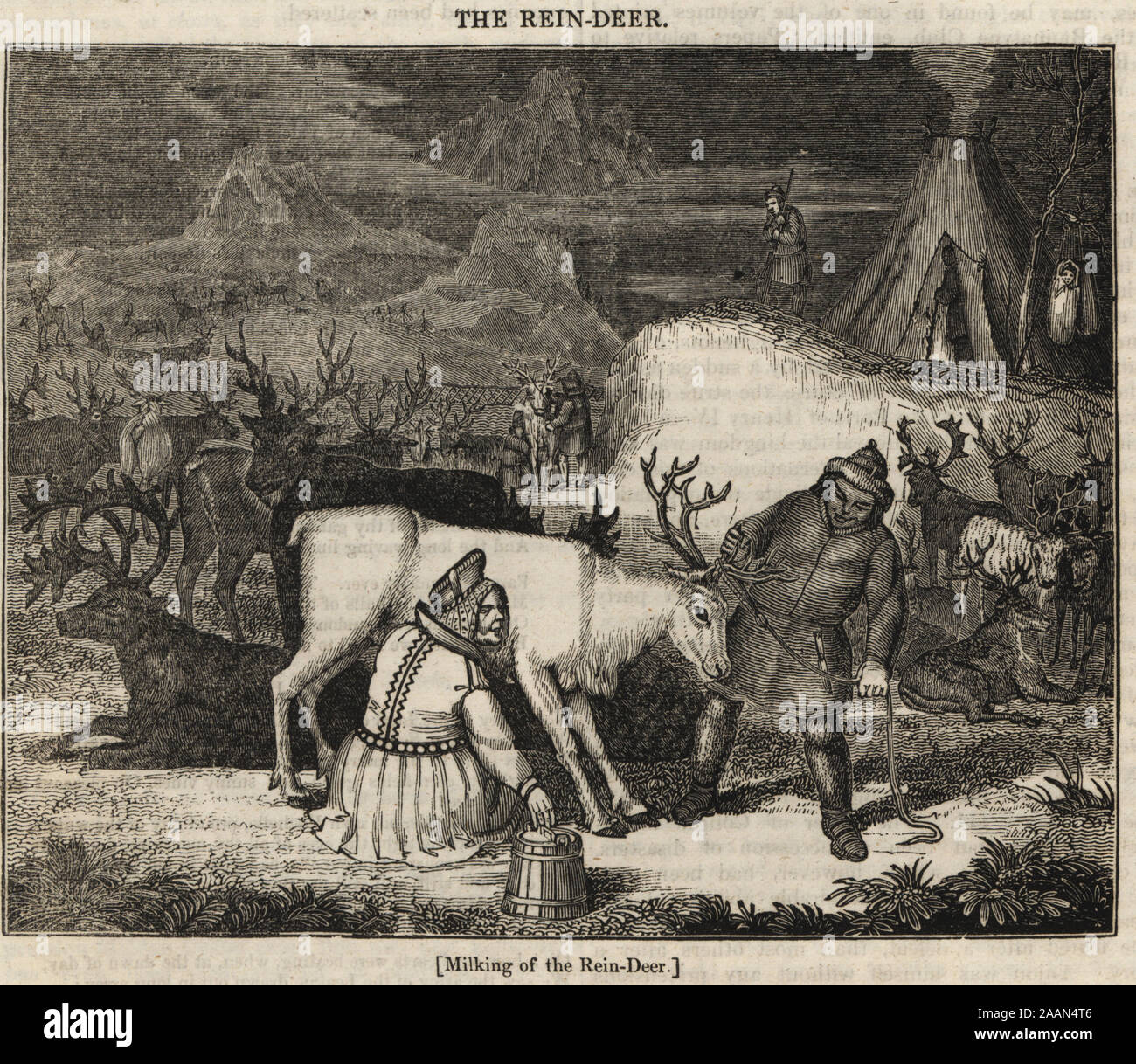 Laplanders or Sami people milking reindeer, Rangifer tarandus, in front of a lavvu (tent). Woodblock engraving from The Penny Magazine, of the Society for the Diffusion of Useful Knowledge, printed by William Clowes, Lambeth, 1833. Stock Photo