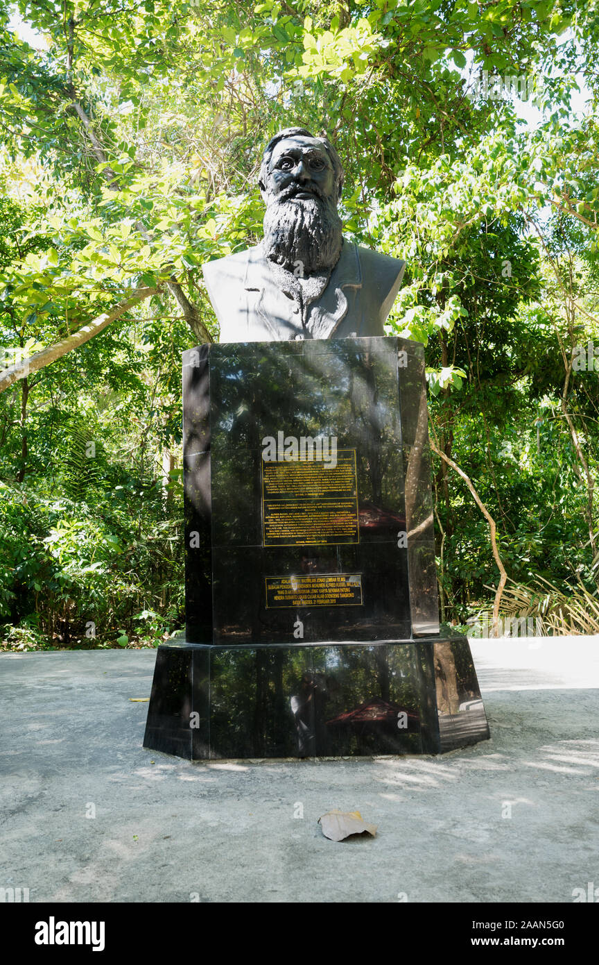 Statue of Alfred Russell Wallace in Tangkoko National Park, North Sulawesi Indonesia. Stock Photo