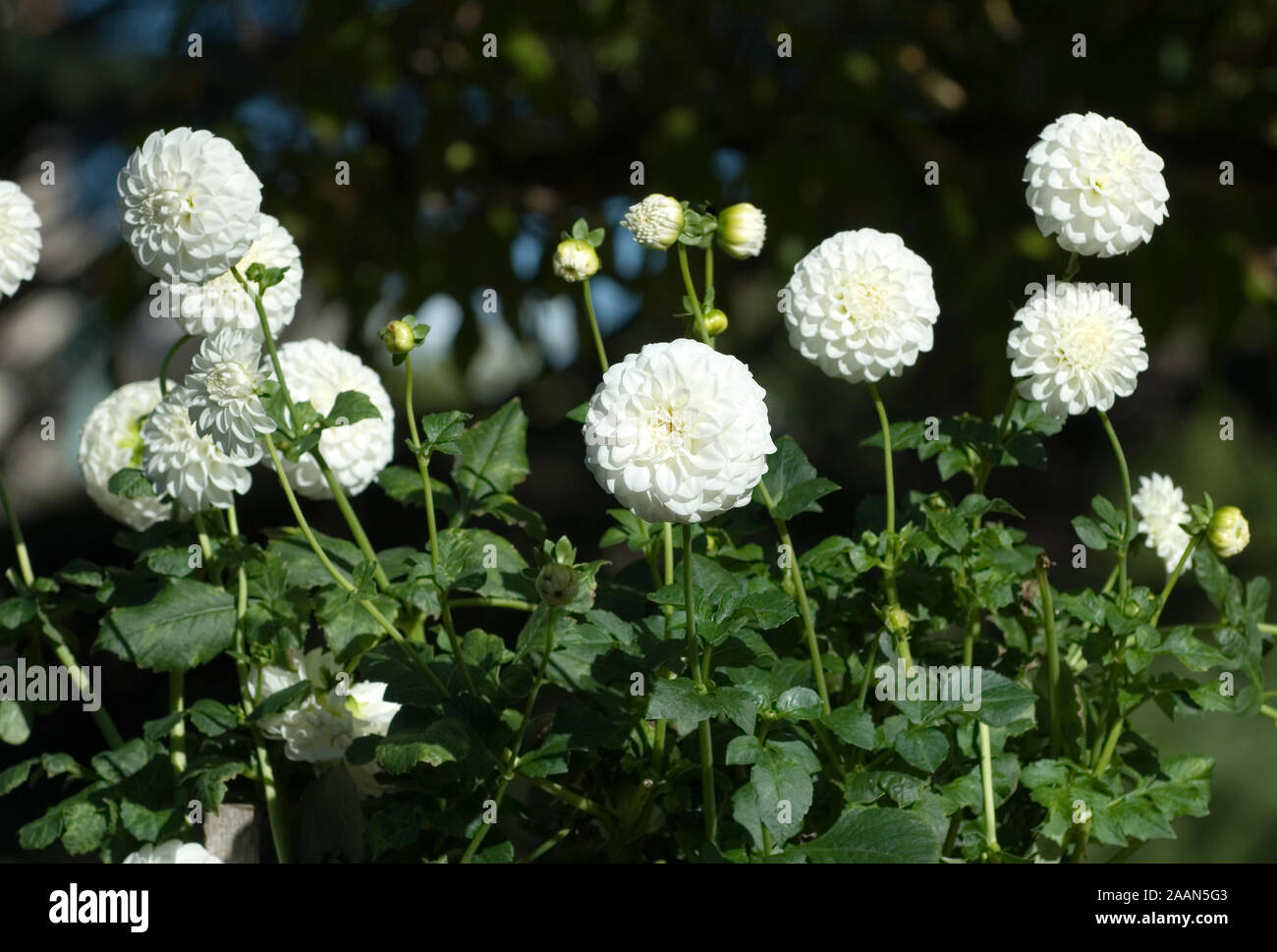 Garden Bed Of White Dahlia Flowers Stock Photo Alamy Garden Bed Of White Dahlia Flowers Stock Photo Alamy