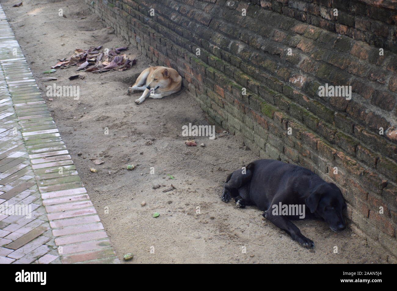sleeping dogs thailand Stock Photo