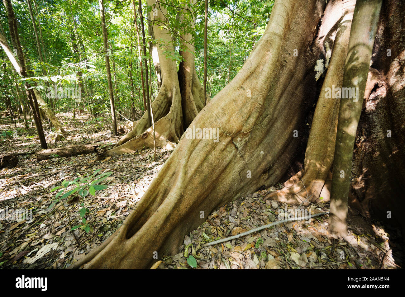 Butresses of tropical rainforest trees in Tangkoko National Park, North Sulawesi Indonesia. Stock Photo