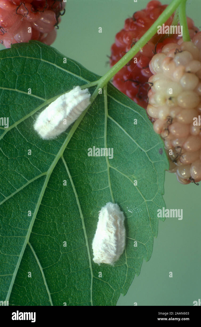 MEALY BUG EGG MASS ON LEAF OF MULBERRY TREE (MORUS) Stock Photo