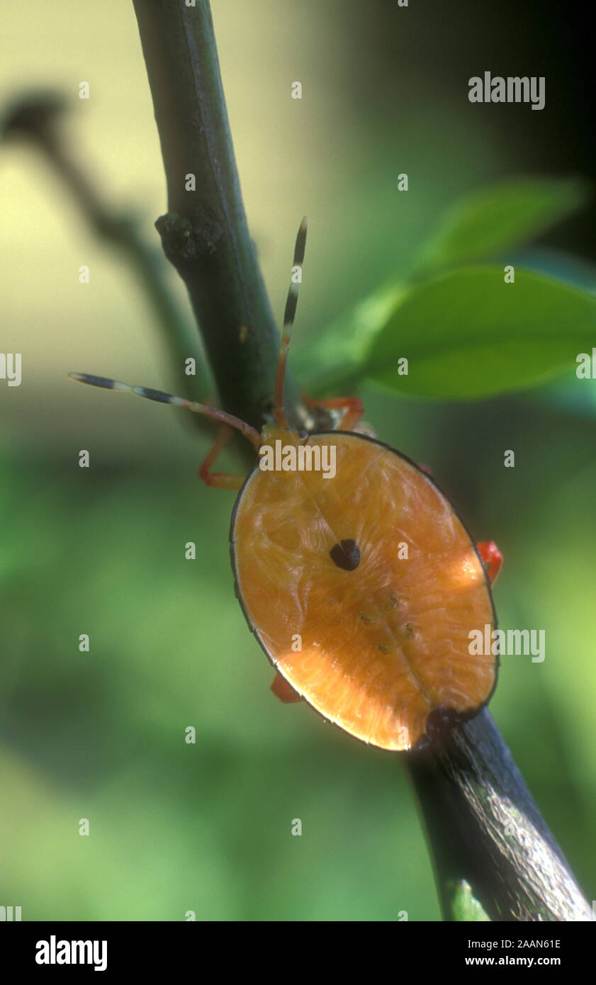 Citrus stink bug hires stock photography and images Alamy