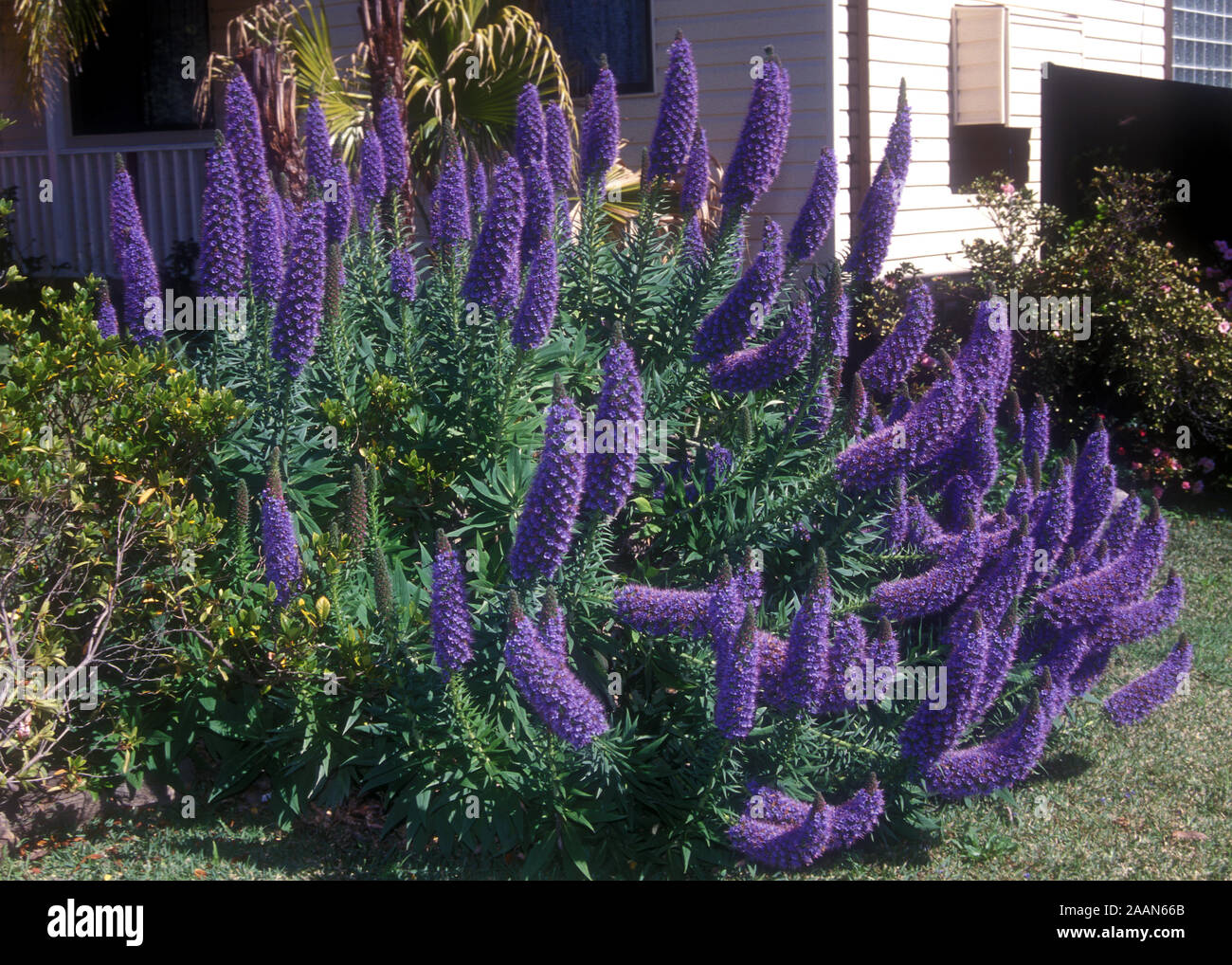 Echium Pride Of Madeira In Garden Bed New South Wales Australia Stock Photo Alamy