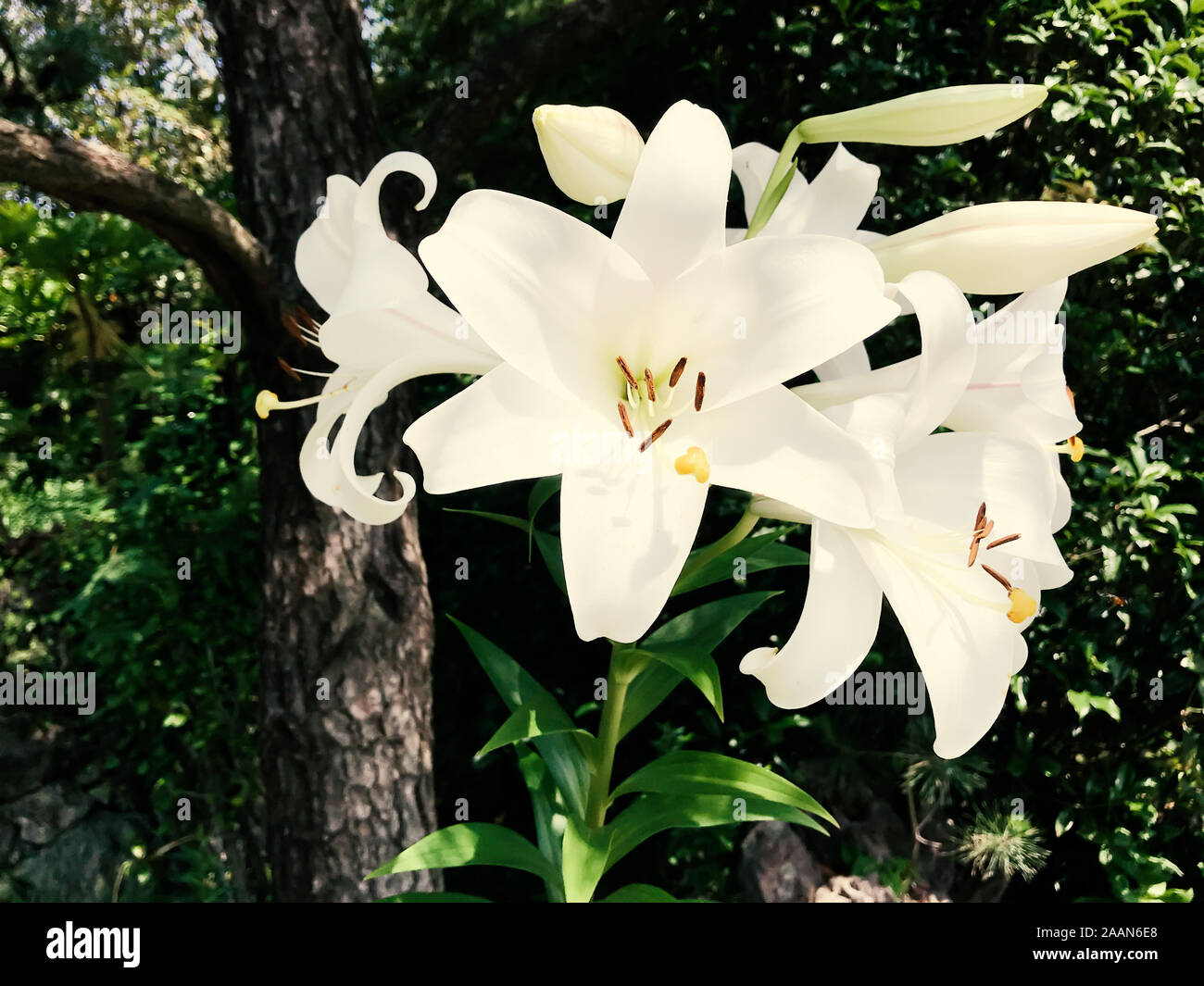 White Lily Flowers With Green Trees And Leaves Show In The Picture Stock Photo Alamy