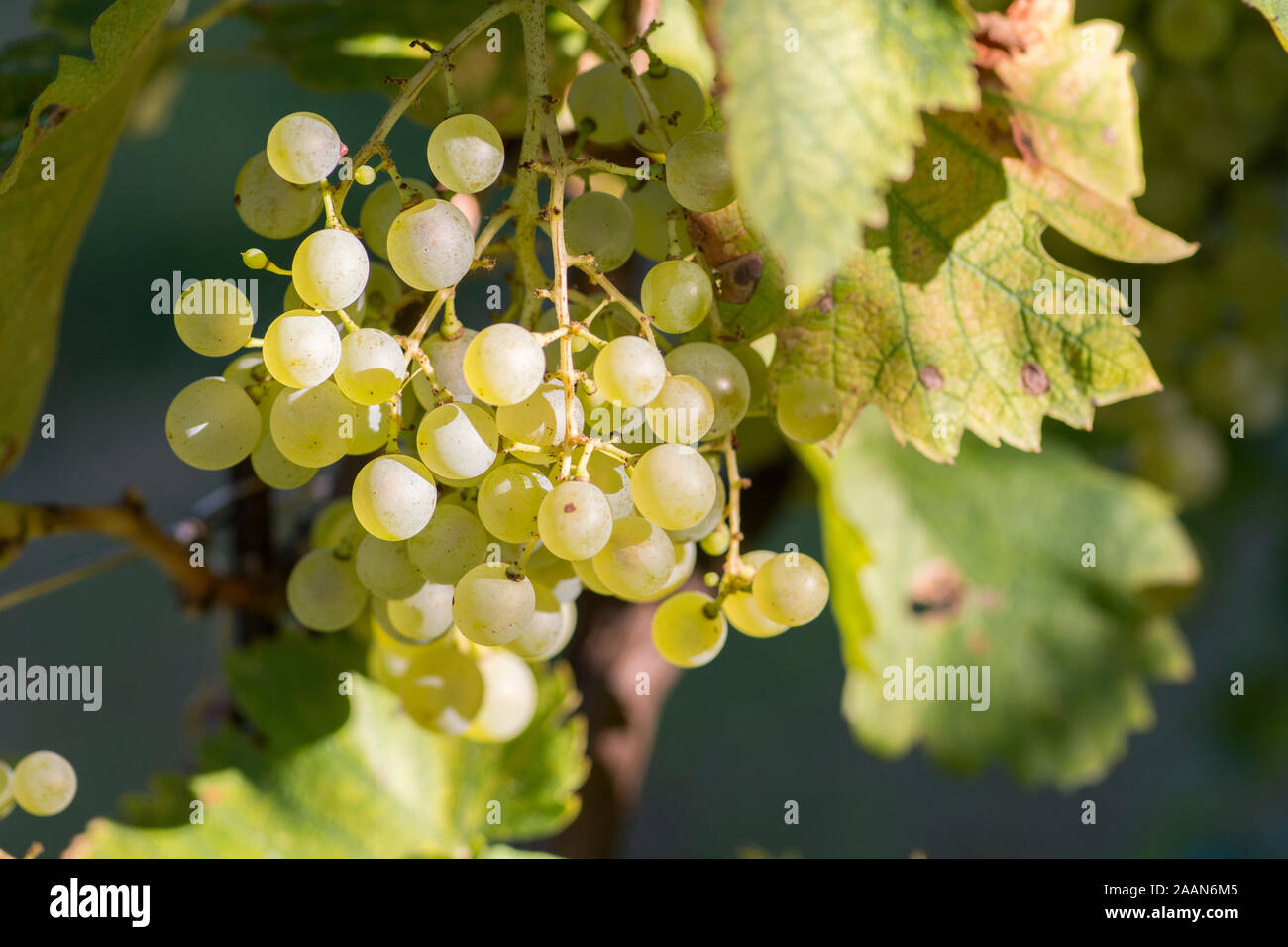 White grapes, hanging from the plant during sunset, Prosseco wine area, refrontolo, Veneto region, Italy Stock Photo