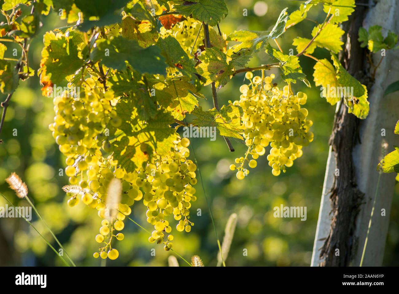 White grapes, hanging from the plant during sunset, Prosseco wine area, refrontolo, Veneto region, Italy Stock Photo