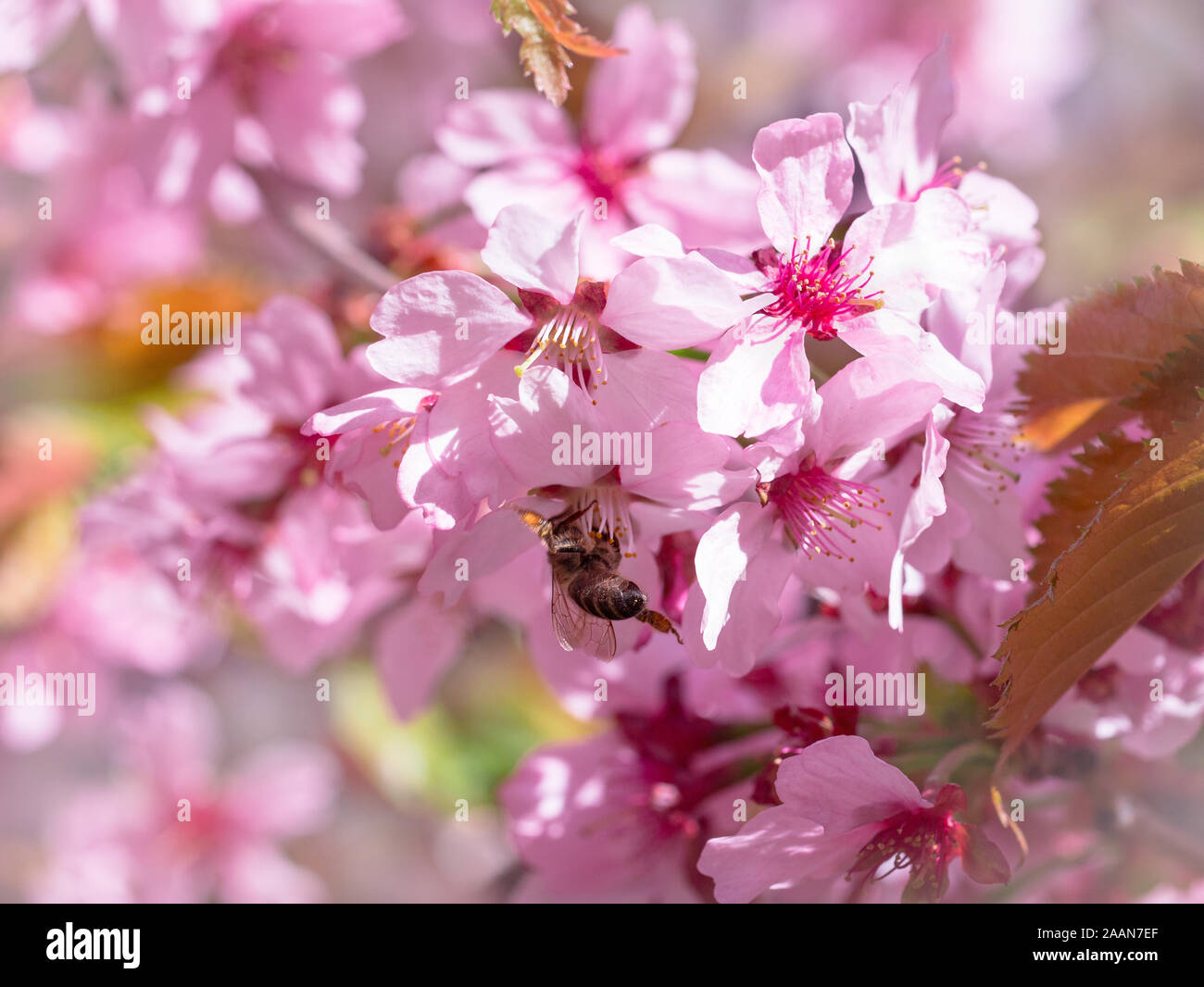 Insect bee flew to branch of cherry blossoms, collecting nectar. A ...
