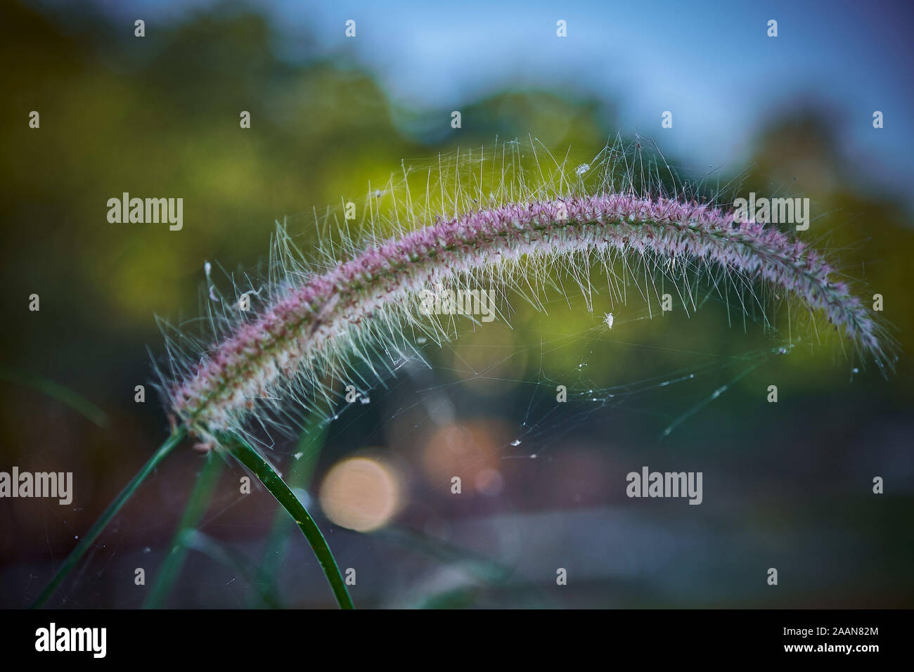 The Knotroot foxtail, slender pigeongrass, grass flowers in the morning, relaxing moments. Stock Photo