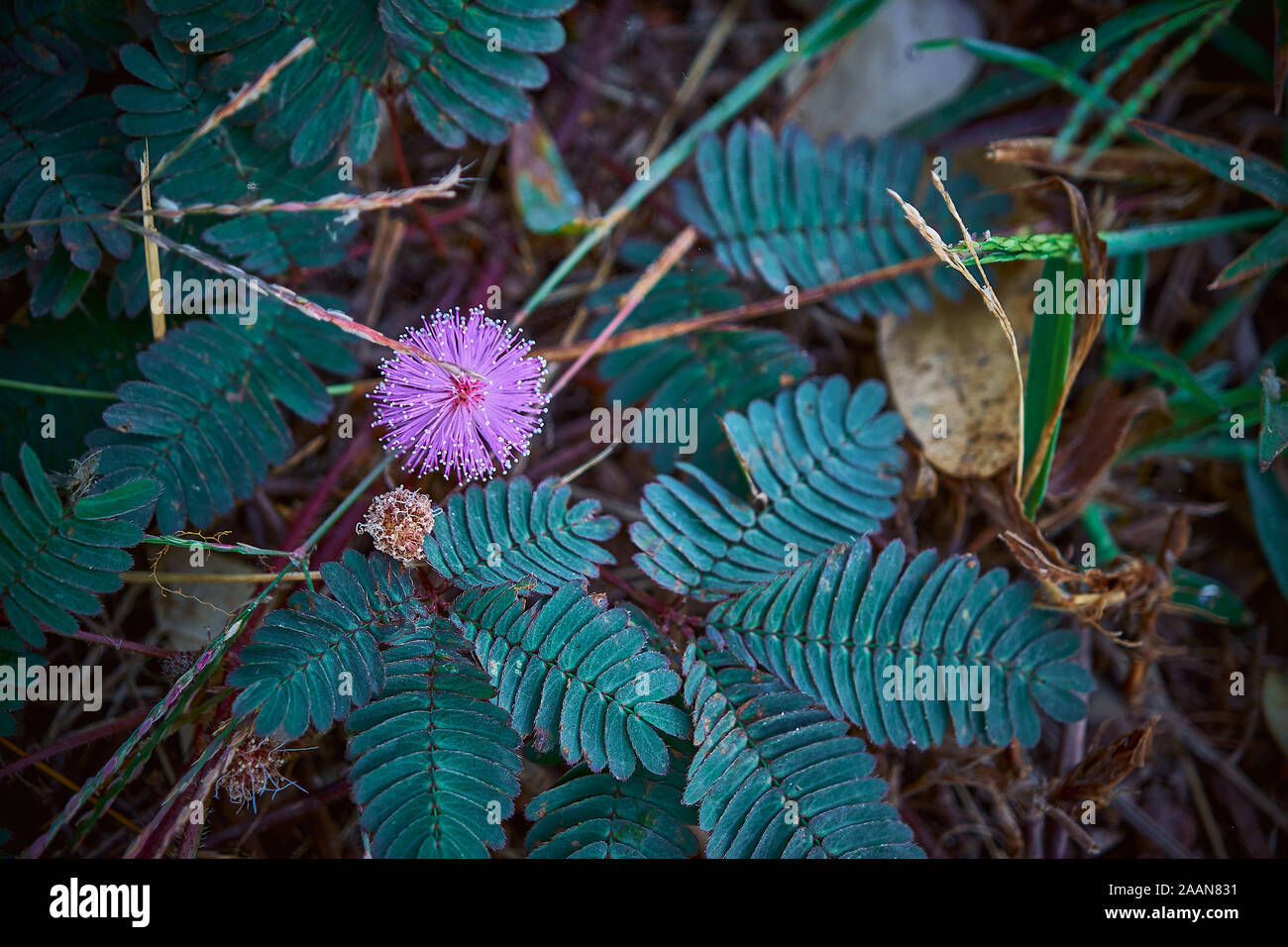 The Sensitive plant Mimosa pudica, Sleepy plant, Action plant, Dormilones Stock Photo
