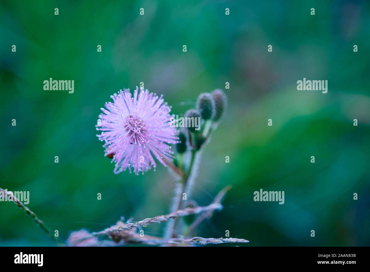 The Sensitive plant Mimosa pudica, Sleepy plant, Action plant, Dormilones Stock Photo