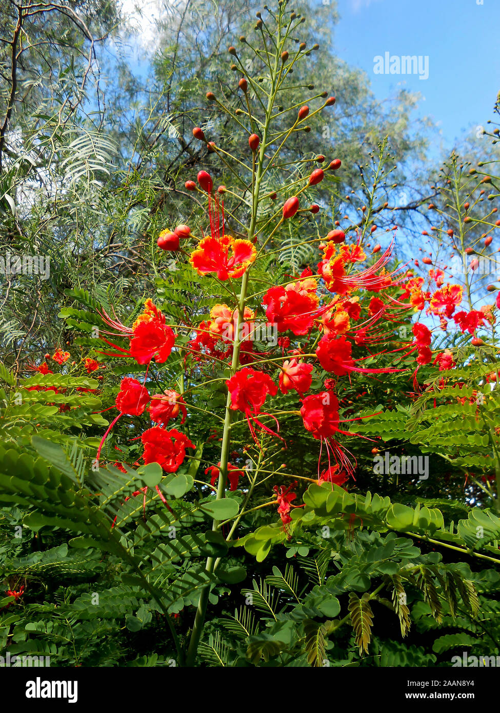 The red and yellow flower of a Mexican Bird of Paradise plant at Mount Coo Tha Botanical Gardens Brisbane Queensland Australia Stock Photo