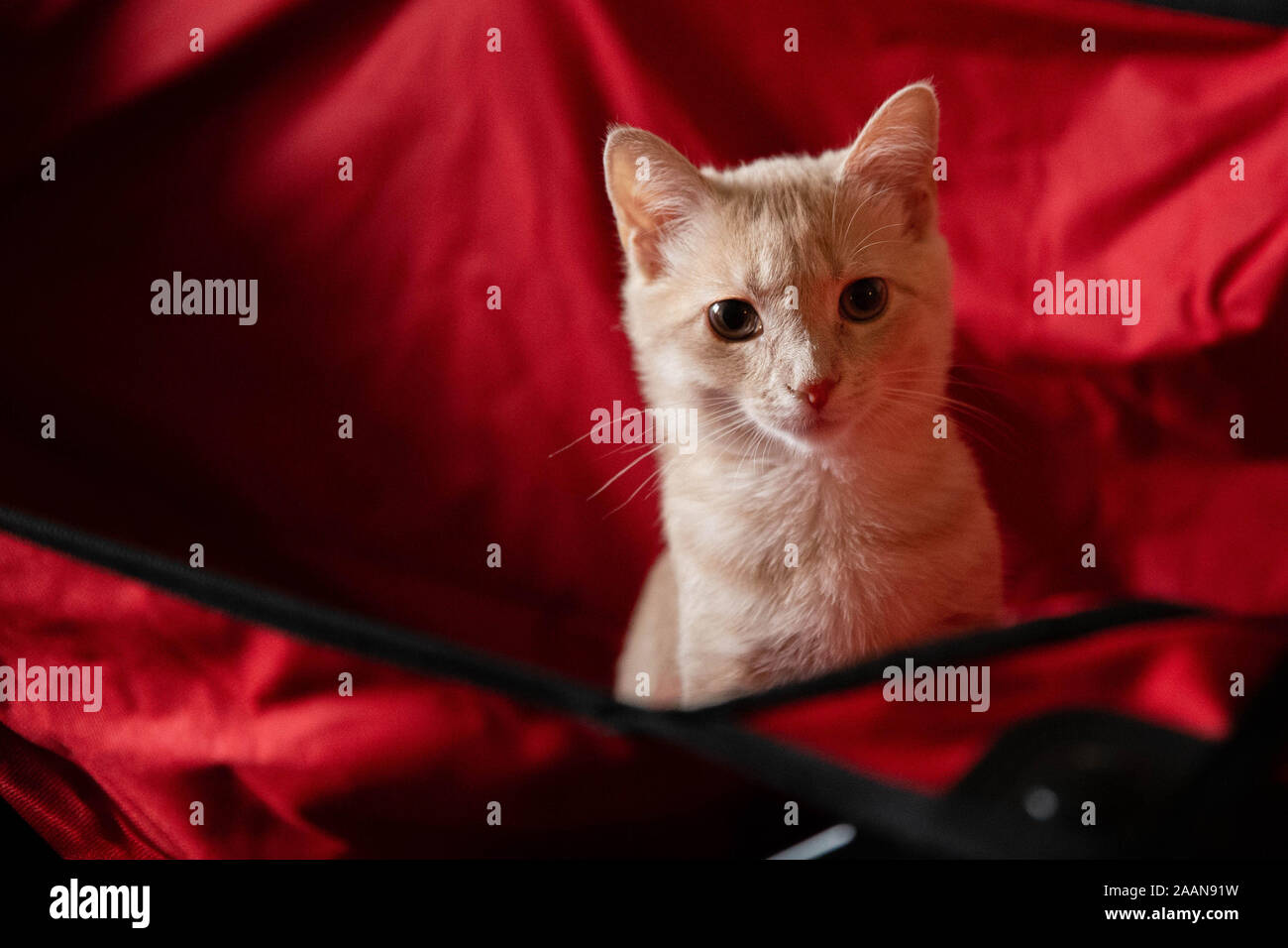 Kitty in a Wagon Stock Photo