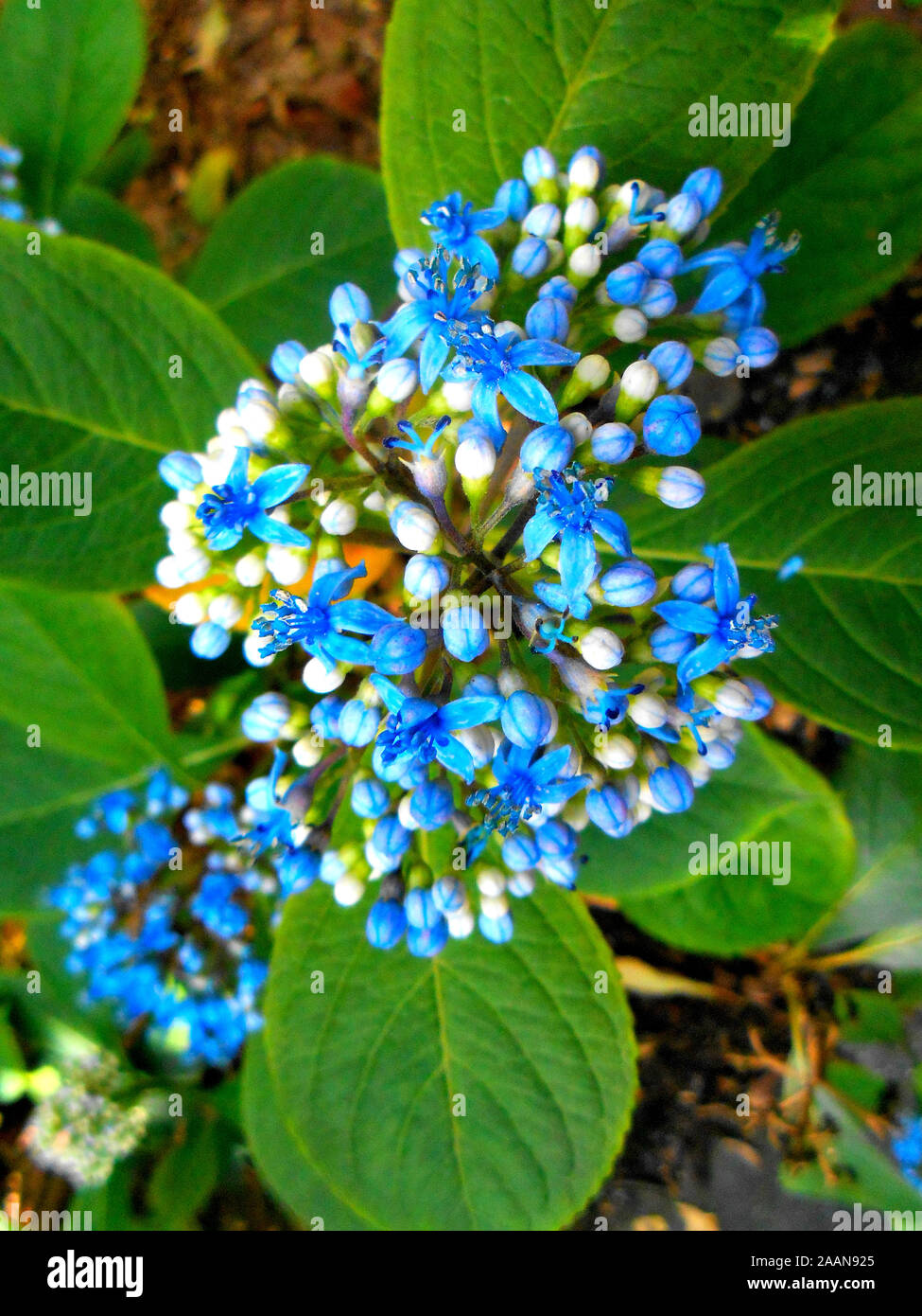 A blue flowered hydrangea just coming into bloom at Mount Coo Tha Botanical Gardens Brisbane Queensland Australia Stock Photo