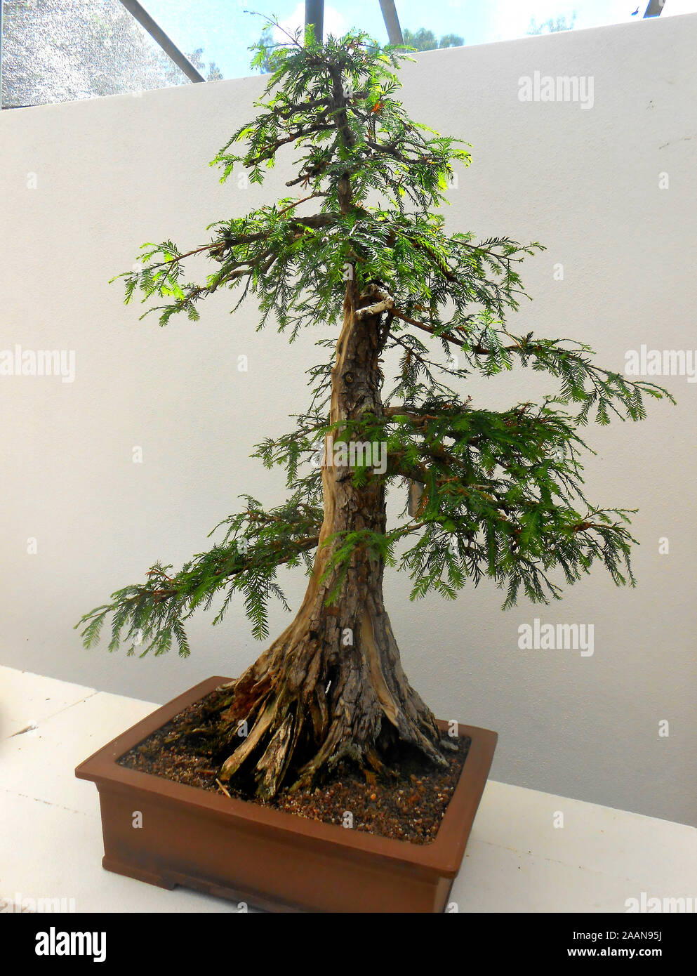 Bonsai trees at the Mount Coo Tha Botanical Gardens Brisbane Queensland