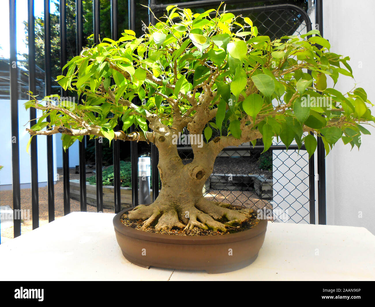 Bonsai trees at the Mount Coo Tha Botanical Gardens Brisbane Queensland