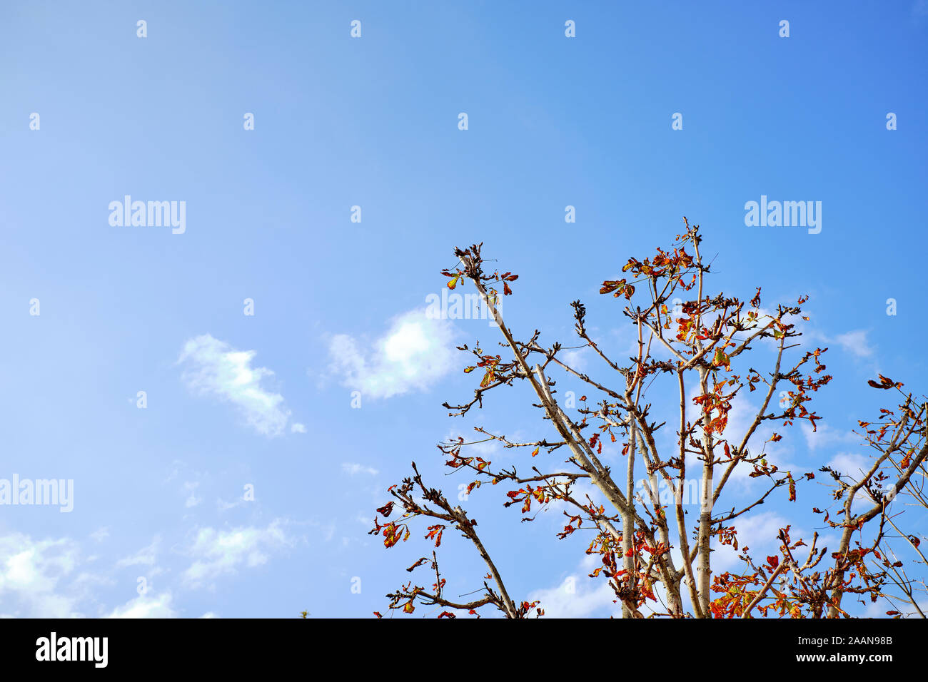 Fall Tree Against a Blue Sky Stock Photo - Alamy