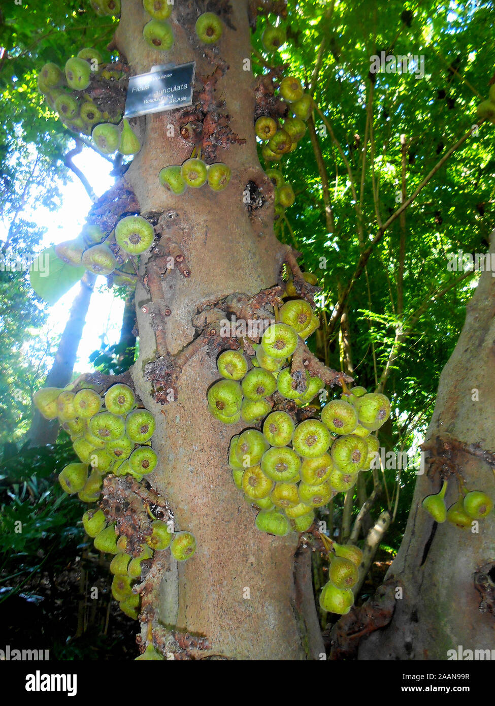 Unripe fruit growing on a Roxburgh Fig at Mount Coo Tha Botanical Gardens Brisbane Queensland Australia Stock Photo