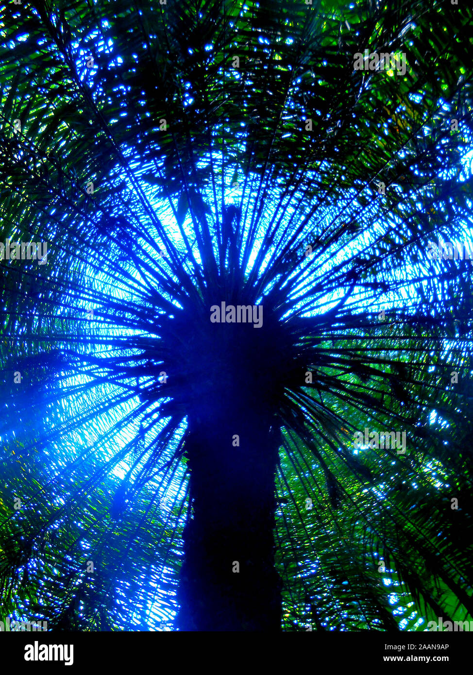 The light shining through the fronds from underneath of a sago palm at Mount Coo Tha Botanical