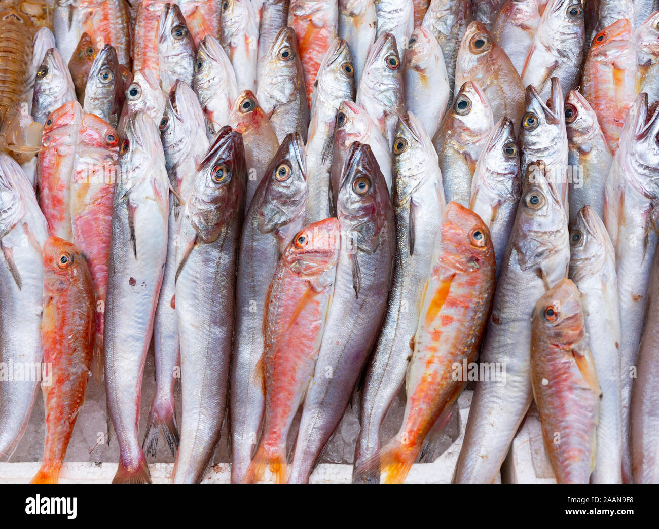 Medterranean fish exposed at open seamarket, Naples Stock Photo