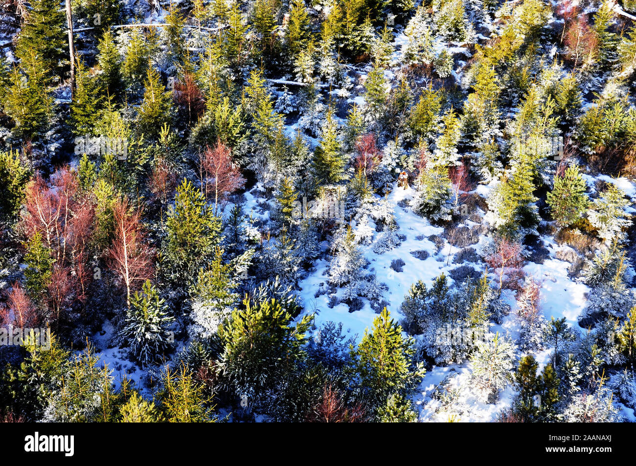 Schneebedeckter Nadelwald Stock Photo