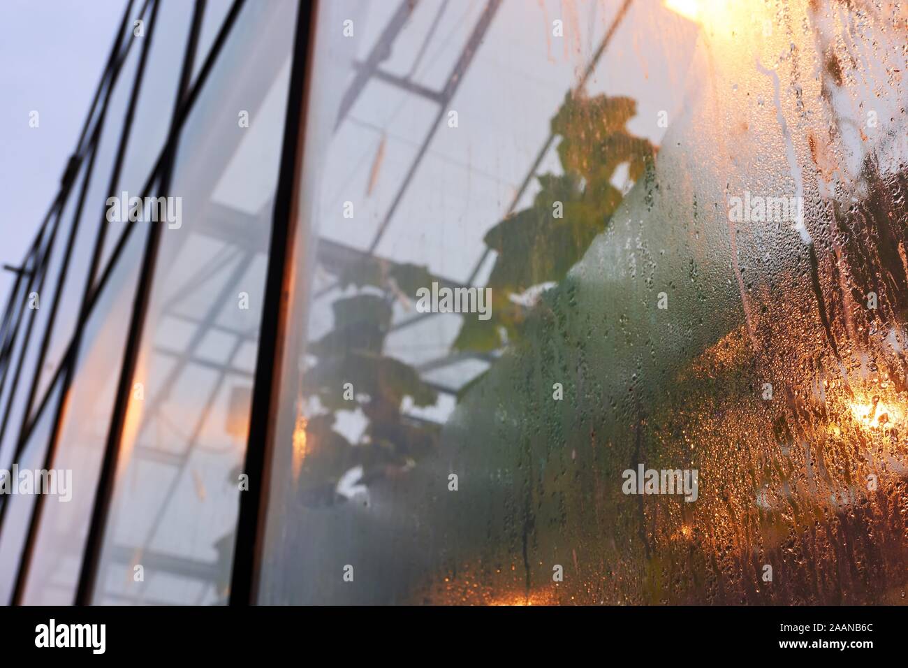 Detail of a greenhouse with condensation and orange light. Concept of global warming. Stock Photo