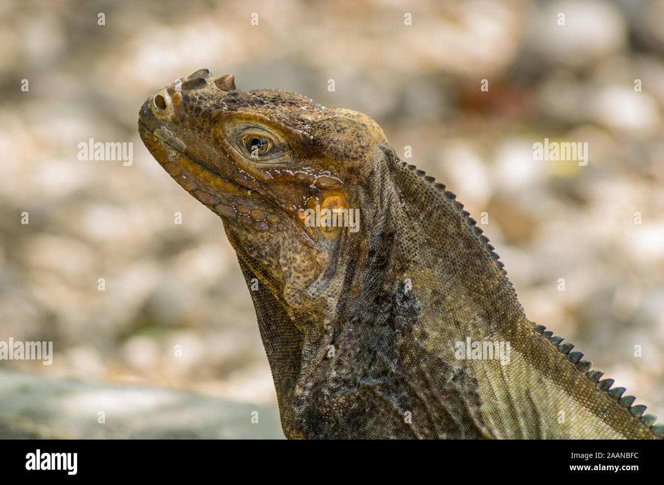Reptilia Rhinoceros Iguana, close-up view, Lake Enriquillo, Dominican Republic Stock Photo