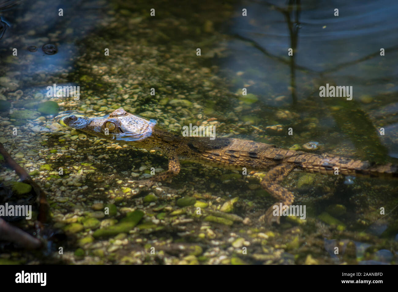 American crocodile (Crocodylus acutus), baby animal in water, Lake Enriquillo, Dominican Republic Stock Photo