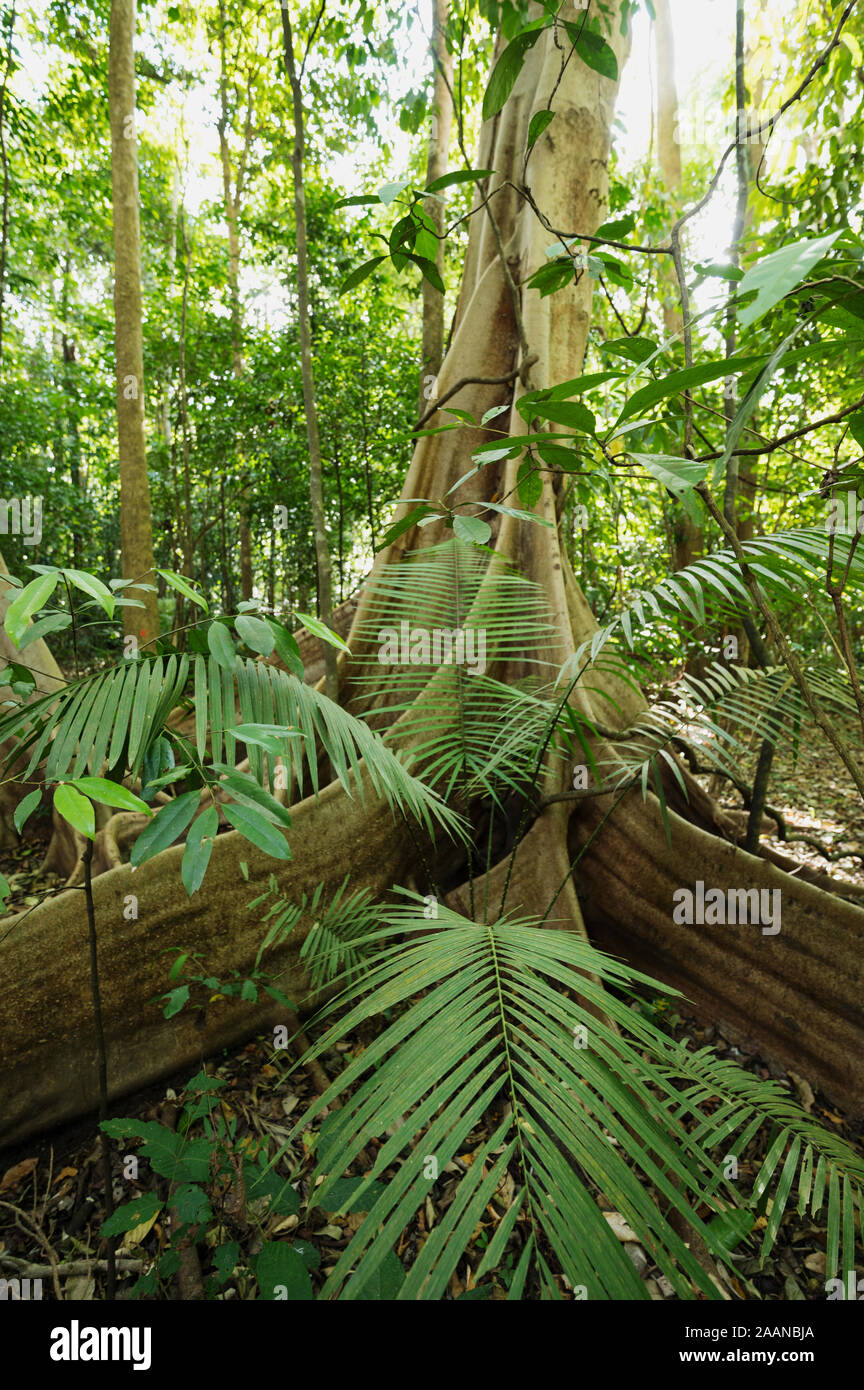 Butresses of tropical rainforest trees in Tangkoko National Park, North Sulawesi Indonesia. Stock Photo