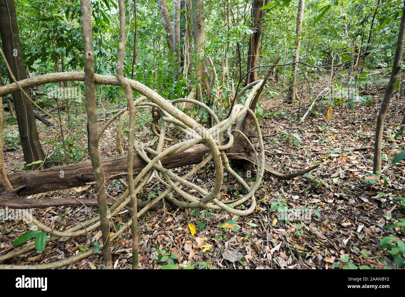 Fallen trees in Tangkoko National Park, North Sulawesi Indonesia. Stock Photo