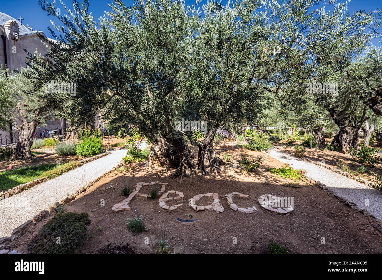 Peace Sign At Gethsemane Olive Garden In Old Town Of Jerusalem