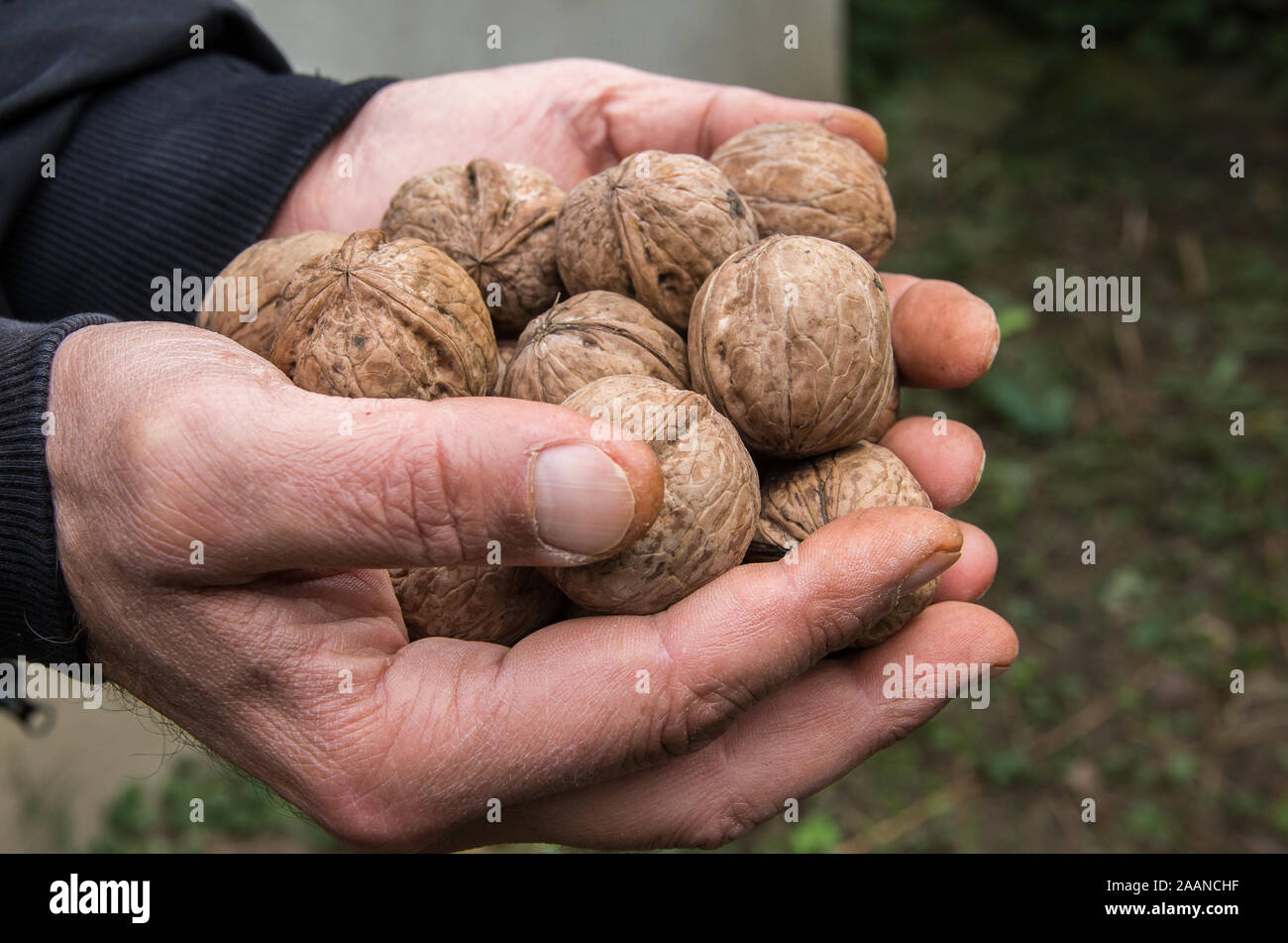Uncleaned walnuts in the hands of a farmer Stock Photo