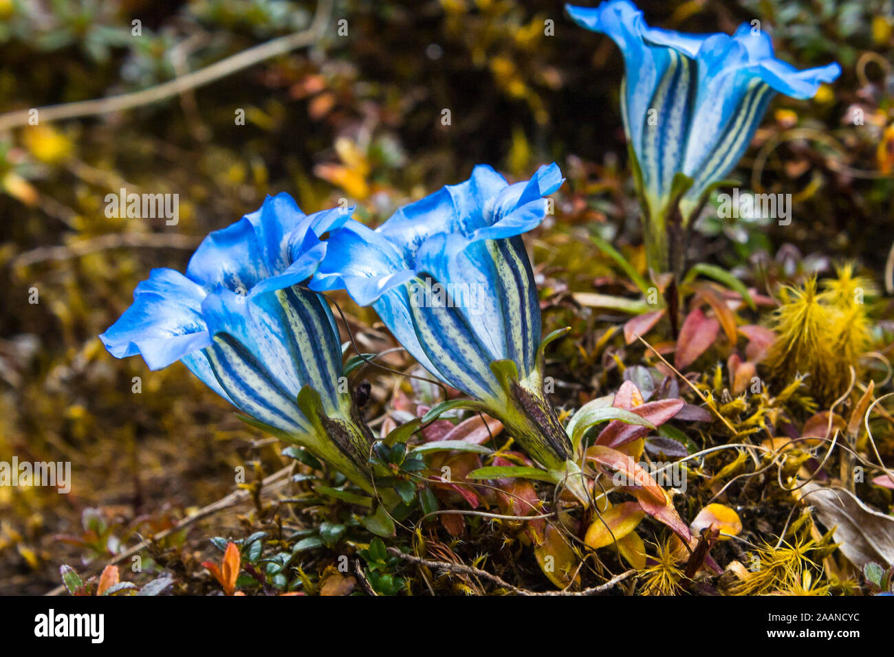 Gentiana depressa, blue alpine flowers usually found on open himalayan slopes at 3000-4300m from Central Nepal to south-western Tibet Stock Photo