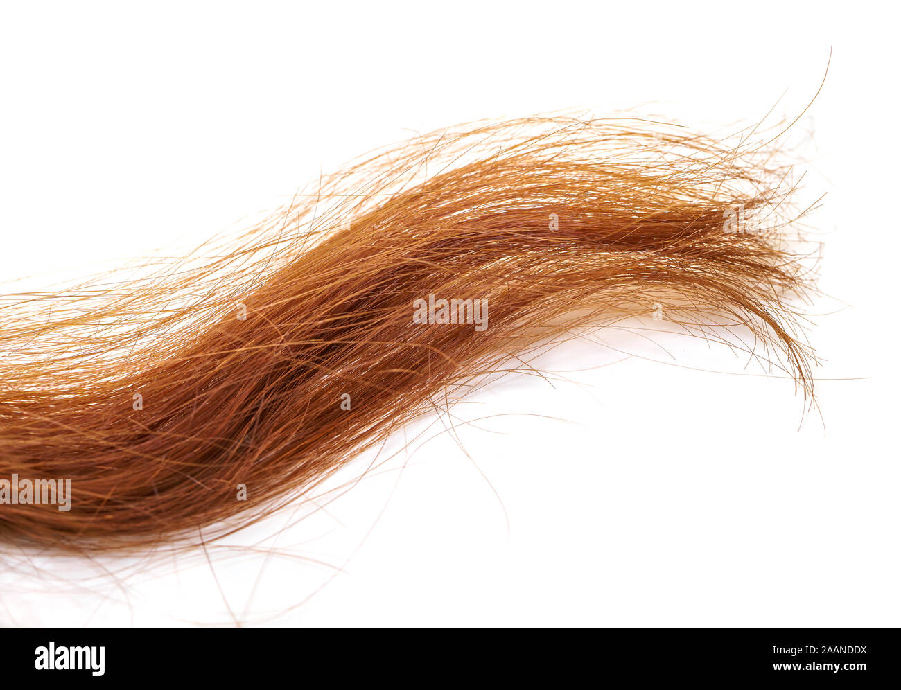 Lock Of Hair Close Up On A White Background Stock Photo 333615126