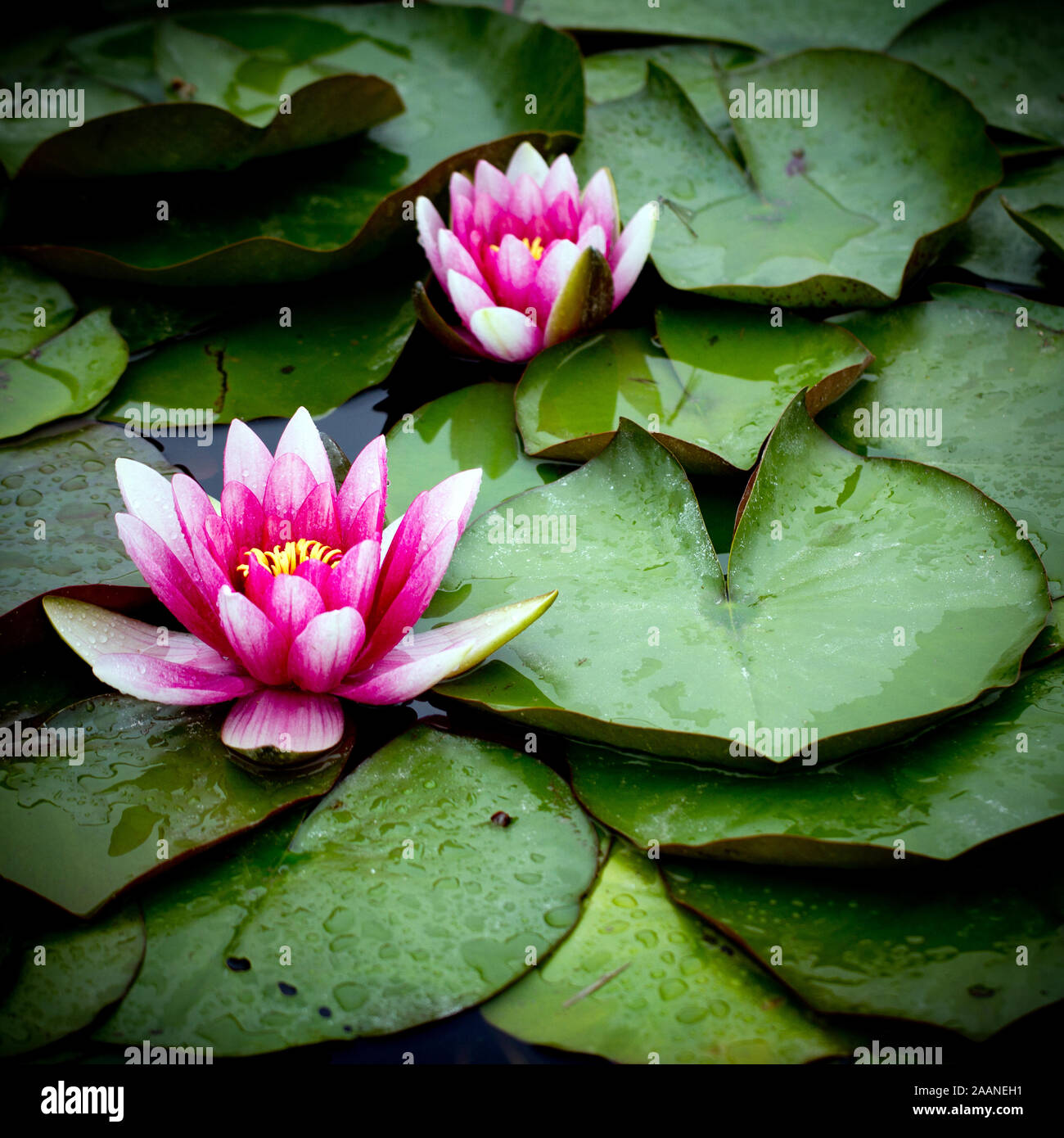 water lily in the pond Stock Photo - Alamy