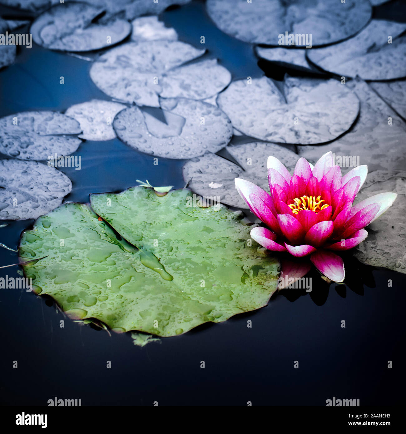 water lily in the pond Stock Photo - Alamy