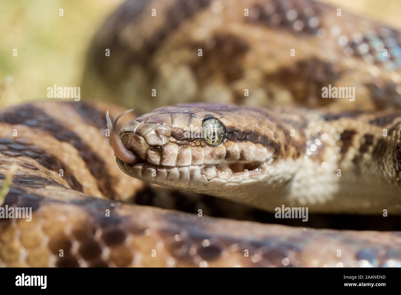 Stimson's Python flickering it's tongue Stock Photo - Alamy