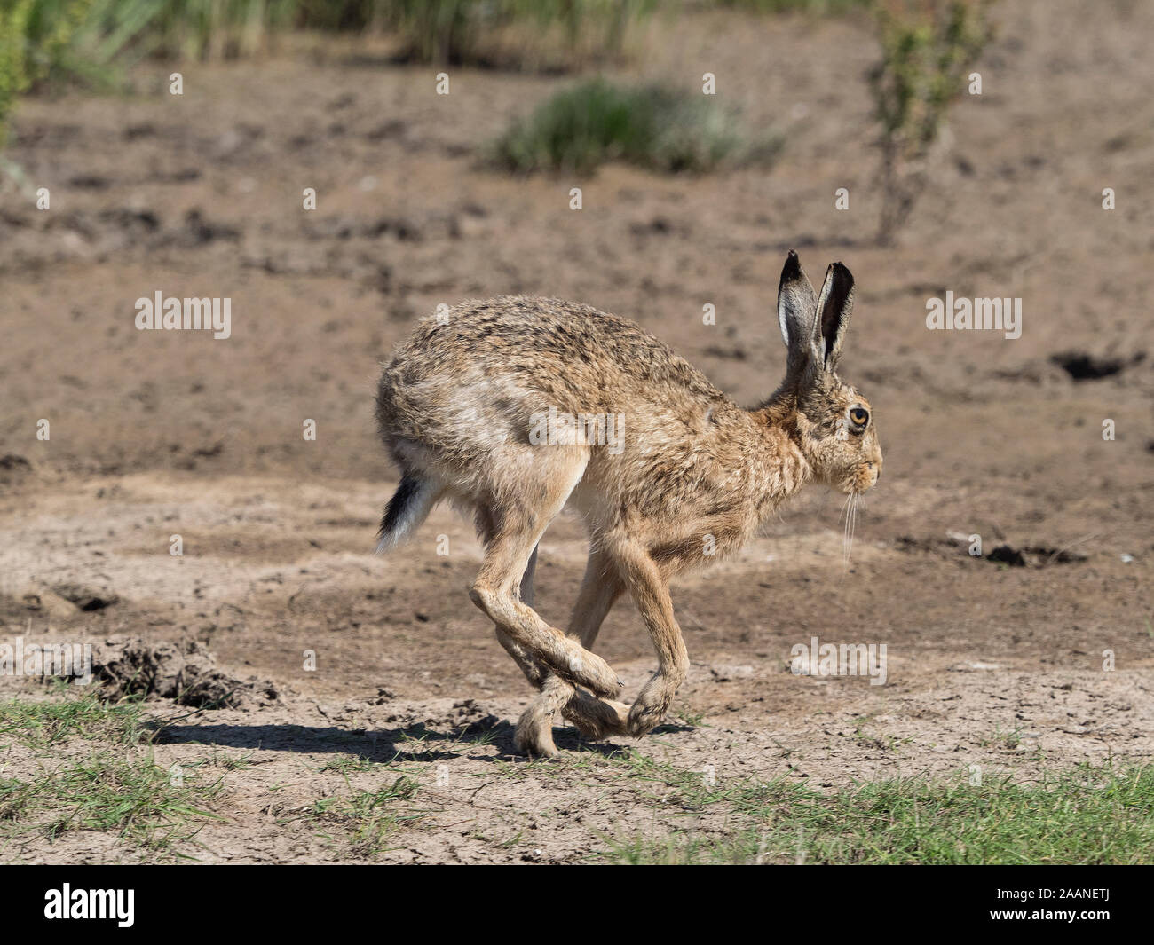 Brown Hare running on marsh Stock Photo
