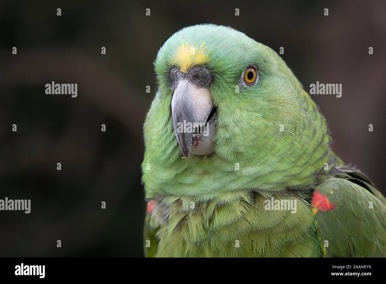 A close up head portrait of a Yellow-crowned amazon or yellow-crowned parrot, Amazona ochrocephala, a species of parrot native to tropical South Ameri Stock Photo
