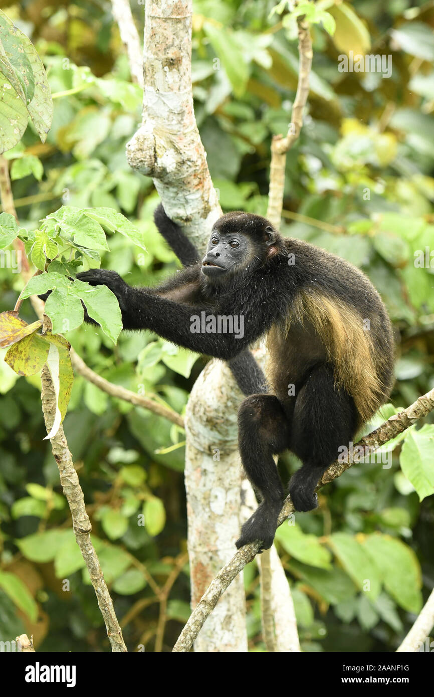 Mantled Howler Monkey (Alouatta palliata) adult sat in cecropia tree reaching for leaf, Soberania National Park, Panama, October Stock Photo